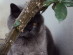 View Full Size - Picture of a cat