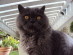 View Full Size - Picture of a cat