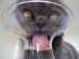 View Full Size - Picture of a cat