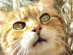 View Full Size - Picture of a cat