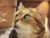 View Full Size - Picture of a cat
