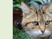 View Full Size - Picture of a cat