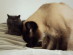 View Full Size - Picture of a cat