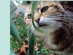 View Full Size - Picture of a cat