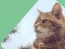 View Full Size - Picture of a cat