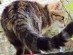 View Full Size - Picture of a cat