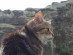 View Full Size - Picture of a cat