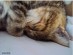 View Full Size - Picture of a cat