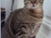 View Full Size - Picture of a cat