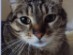 View Full Size - Picture of a cat