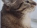 View Full Size - Picture of a cat