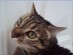View Full Size - Picture of a cat