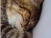 View Full Size - Picture of a cat