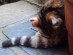 View Full Size - Picture of a cat