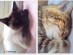 View Full Size - Picture of a cat