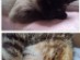 View Full Size - Picture of a cat