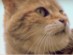 View Full Size - Picture of a cat