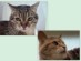 View Full Size - Picture of a cat