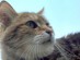 View Full Size - Picture of a cat