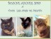 View Full Size - Picture of a cat