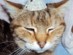 View Full Size - Picture of a cat