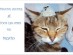 View Full Size - Picture of a cat