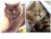 View full size - picture of a cat