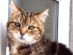 View full size - picture of a cat