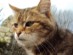 View full size - picture of a cat