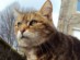 View full size - picture of a cat
