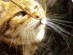 View full size - picture of a cat