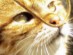 View full size - picture of a cat