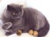 View full size - picture of a cat