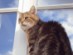 View Full Size - Picture of a cat