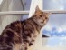 View Full Size - Picture of a cat