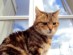 View Full Size - Picture of a cat