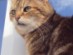 View Full Size - Picture of a cat