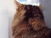View Full Size - Picture of a cat