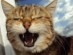 View Full Size - Picture of a cat
