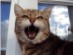 View Full Size - Picture of a cat