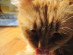 View full size - picture of a cat
