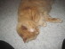 View full size - picture of a cat