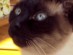 View full size - picture of a cat