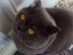 View full size - picture of a cat
