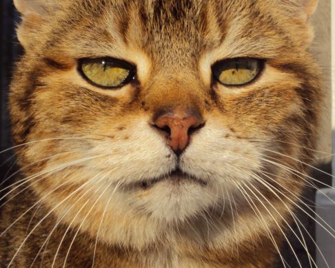 Picture of a cat / kitten / feline