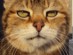 View full size - picture of a cat
