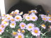 View full size picture