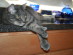 View full size picture