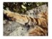 View Full Size - Picture of a cat