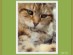 View Full Size - Picture of a cat